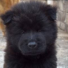 Chow Chow from Evelyne Guimaraes
