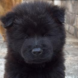 Chow Chow from Evelyne Guimaraes