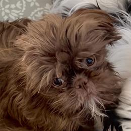 Linda - Liver and white female Shih Tzu puppy in Victorville, California from RUMBLE n TUMBLE