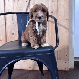 Gray Boy -mini Goldendoodle - Red  male Goldendoodle puppy in Piedmont, South Carolina from The Farm at Saluda Ridge