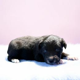 Lyric - Black tri-color female Australian Shepherd puppy in Statesville, North Carolina from Charming Australian Shepherds