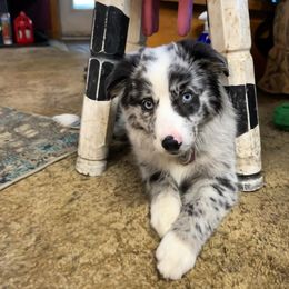 Australian Shepherd, Miniature American Shepherd, Miniature Australian Shepherd, and Toy Australian Shepherd Puppies from Double Moon