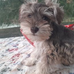 Miniature Schnauzers from Diana's Miniature Schnauzers