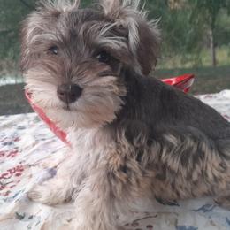 Miniature Schnauzers from Diana's Miniature Schnauzers