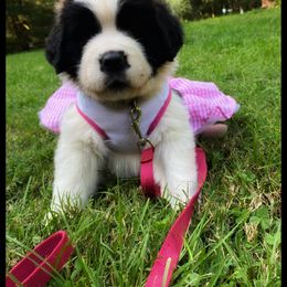 Saint Bernard Puppies from Fletchers Saints