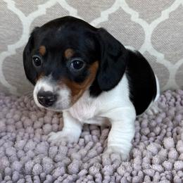 AKC Boy 2 - Piebald male Dachshund puppy in Joshua Tree, California from Desert Dreams Ranch