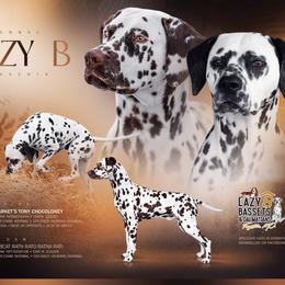 Dalmatian puppies from Lazy B Bassets and Dalmatians