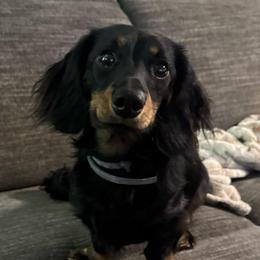 Whiskey - Dachshund