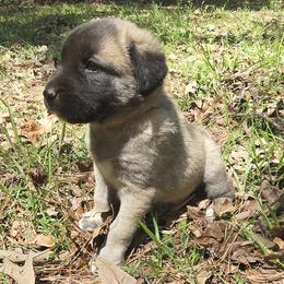 Rowan - Fawn female Anatolian Shepherd Dog puppy in La Grange, Georgia from Florida Anatolian Shepherds
