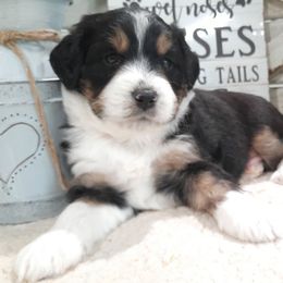 Calvin - Black tri-color male Aussiedoodle puppy in Roanoke, Virginia from Miniature Angels Farm