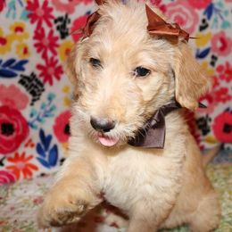Labradoodle Puppies from Renee Cornish