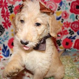 Labradoodle Puppies from Renee Cornish