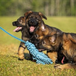 German Shepherd Puppies from Sommerfeld German Shepherds