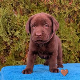 Tan Collar - Chocolate male Labrador Retriever puppy in Yucca Valley, California from Beachn Ranch