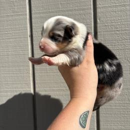 Girl 2 - Blue merle female Australian Shepherd puppy in Martville, New York from Jasmin's Australian Shepherds