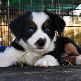 Miniature Australian Shepherd Puppies from Knockout Aussies