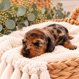Marlow - Dapple female Dachshund puppy in Stoneville, North Carolina from Yadkin Valley Dachshunds