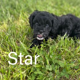 Star - Black and white female Cavapoo puppy in Hallsville, Missouri from Cedar Hill Pups