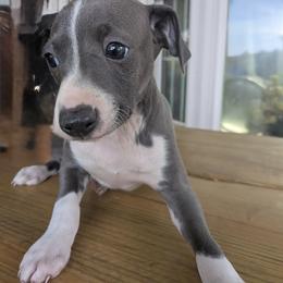 Boy 2 - Blue male Italian Greyhound puppy in Frederick, Maryland from Celeste Italian Greyhounds