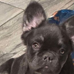 Madison Full Fluffy - French Bulldog puppy from Christie's Frenchies