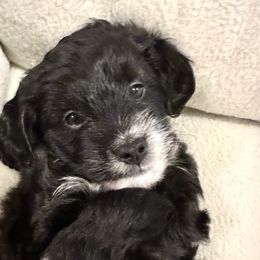 Aussiedoodle Puppies from Paisleys Doodles AK