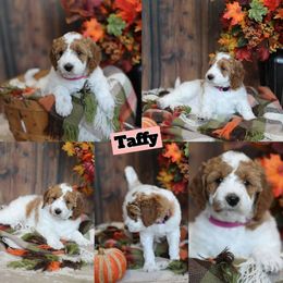 Taffy - Parti female Goldendoodle puppy in Sioux Falls, South Dakota from Dolly's Doodles