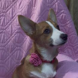 Christi - White and red female Pembroke Welsh Corgi puppy in New Waverly, Texas from Corgie & Cream Paradise