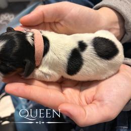 Dachshund Puppies from 208 Dox Dynasty
