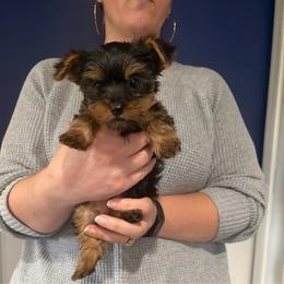 Daisy - Black and tan female Yorkshire Terrier puppy in Downingtown, Pennsylvania from Superior Family Kennels