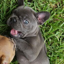 Beautiful blue boy - Blue male French Bulldog puppy in Summerville, Georgia from R&J Frenchie