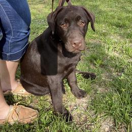 Labrador Retriever Puppies from A. Hansen Labradors