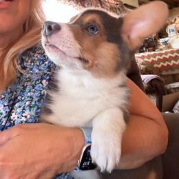 Luke - Gray and white male American Corgi puppy in Orangevale, California from Corgis of the Heart