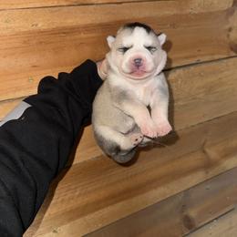 Girl 3 - Sable and white female Siberian Husky puppy in Iron River, Wisconsin from Wiemeri Siberians
