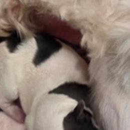Mr Ben - Black and white male Havanese puppy in Lakeland, Florida from Charlie’s Havanese Angels