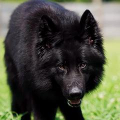 Axel - German Shepherd