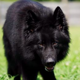 Axel - German Shepherd