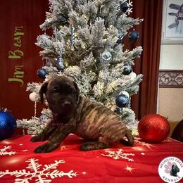 Jim Beam - Tiger male Perro de Presa Canario puppy in Horizon, Texas from Mesquite Creek Kennels