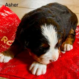 Sweet Tooth - Black rust and white female Bernese Mountain Dog puppy in Strasburg, Ohio from Lois Allison