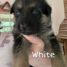 German Shepherd Puppies from Cedarwood K9's & Kats