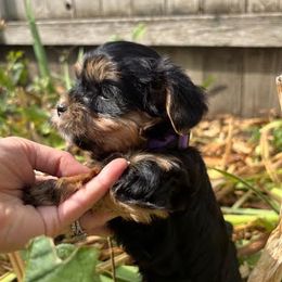 Wilson - Black & tan tri-color male Morkie puppy in Walla Walla, Washington from Linda Sherman