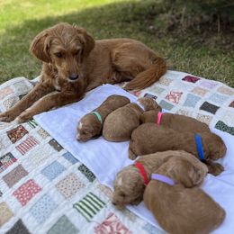 Whisper - Goldendoodle