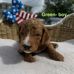 Boy 3 - Chocolate male Goldendoodle puppy in Clermont, Florida from Da Ruba Doodles