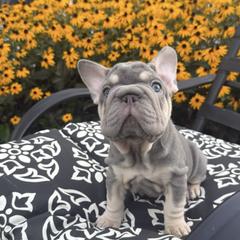 French Bulldog puppies from NeighborHood Frenchies