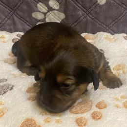 SAJA - Black and tan male Dachshund puppy in Elizabethtown, Kentucky from Teeny Tiny Puppy Tails