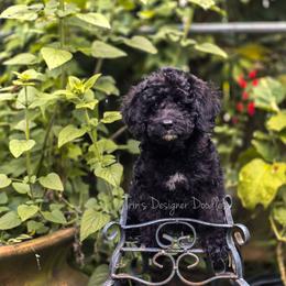 Zora - Black and white female Aussiedoodle puppy in Centreville, Mississippi from Trin's Designer Doodles