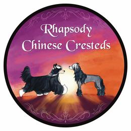 Orchid - Sable female Chinese Crested puppy in Sweet Home, Oregon from Rhapsody Poodles & Cresteds