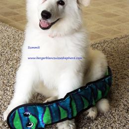 Berger Blanc Suisse and German Shepherd Puppies from Vom Hundhaus German Shepherds