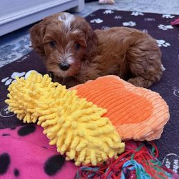 Cavapoo Puppies from AZ Cavapoos