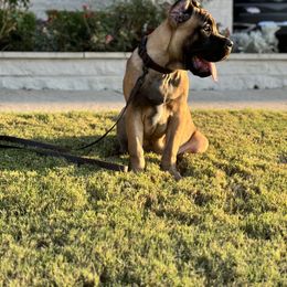 Cane Corso Puppies from Battalion Cane Corso