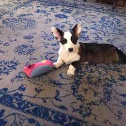Cardigan Welsh Corgi Puppies from Stornoway Cardigan Welsh Corgis